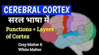 Cerebral Cortex: Functions & Layers of Cortex | White Matter Gray Matter | Dr Saroj Kanwar PT