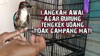 CARA MERAWAT BURUNG TENGKEK UDANG/CEKAKAK/PIKAKA AGAR TETAP SEHAT TAK GAMPANG MATI