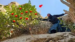 Picking wild peaches high in the Zagros Mountains of Iran🍒