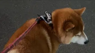 1/18スタバ行くねん！朝散歩death🦊🙅猛犬まるちゃんねる がライブ配信中！