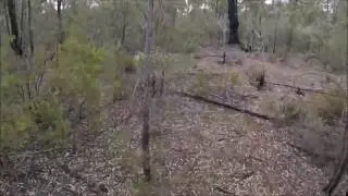 Pilliga Scrub Collecting Tree Cams 2