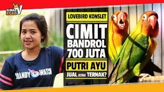Lovebird Cimit Bandrol 700 Juta KONSLET, PUTRI AYU Pilih Dijual Atau Ternak?