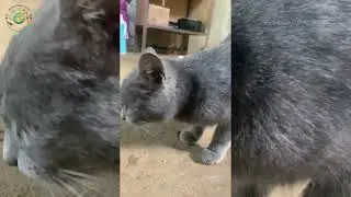 The Ultimate Diary of Special Cats: Black, Piebald, and Russian Blue | Compilation 