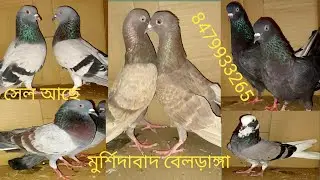 ঠিকানা মুর্শিদাবাদের বেলডাঙা উত্তরপাড়া এখানে পায়রা বিক্রি করা হয় 8479933265