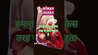 Human Heart: Structure, Function & Blood Circulation #medical #facts #humanheart