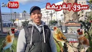 سوق القريعة ليوم الاحد 12يناير2025 أثمنة الطيور المغردة وخاصة المقنين والهجين والله يدير الخير 👍♥️