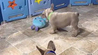 Frenchie playtime!