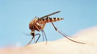 How to Keep Mosquitoes Away From Your Home | WebMD