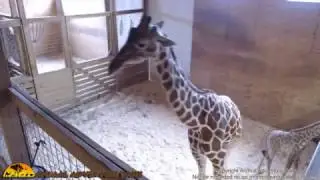 Tuesday Giraffe Cam (4-25-17)