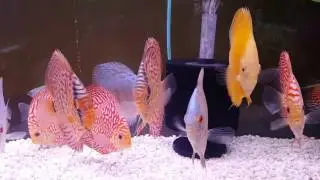 Discusman.ca discus for sale shipment 11/29/16