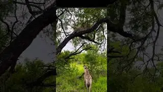 Seeing the hyena, the leopard came to the top of the tree?