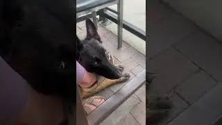 Likes to use feet as pillows!! #belgianmalinois #feet #malinois #dogtraining #doglover #k9training