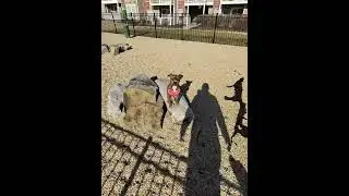 These my grand Puppies they are available for adoption. Call me text me Silver Spring, Maryland.