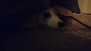 Grouchy dog