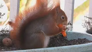 Tagträume🐿️Junior's Schlemmerparty Teil2