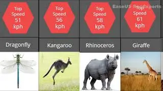 Data comparison : fastest animals