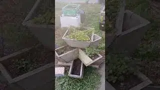 Update on the front garden and the orchard.