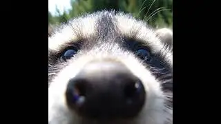 Hex Live Stream