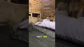 Capybara Apartment Complex