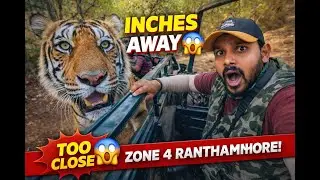 Ranthambhore Zone 4 😱 Tiger Came Extremely Close to Gypsy | Heart Stopping Encounter #CloseEncounter