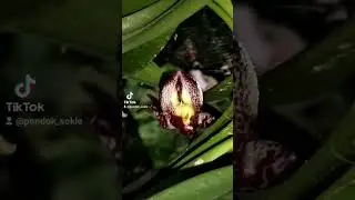 bulbophyllum macranthum