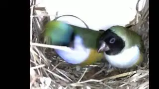 chloebia gouldiae, gouldian finch on a nest, амадина Гульда на гнезде