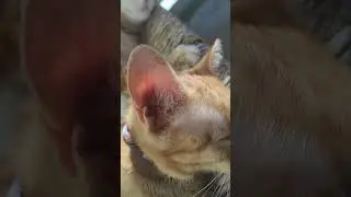 Кот.Кошка. Рыжие коты. Счастье #жизньвгермании #германия #cat #ирусягермания #nature #цены #mushroom