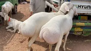 Saturday Dumba Mandi Gali Jageer Fateh Jang Attock / Turkey Dumba Collection 2026