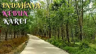 KEBUN KARET Kampung Baru Palembang Sumatera Selatan