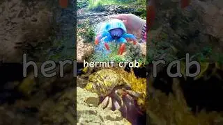 Learn at the Woodland Stream | Sea Animal Names for Kids: Whale Clownfish Hermit Crab Eagle Ray