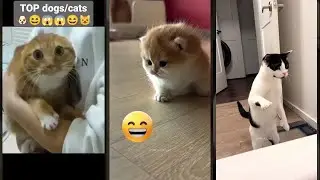 Cat videos 🥰 New Funny Cats 2024 😻 #WeAreCats Episode 8212
