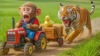 Monkey Bon Bon Saves Ducklings from Fierce Tiger! 🐵🚜🦆🐯 Epic Farm Rescue Adventure ❤️