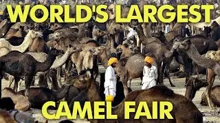 Culture Shock - Camel Fair | Pushkar, Rajasthan