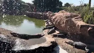 CROCOPARK ENROUTE TO AGADIR PART 5