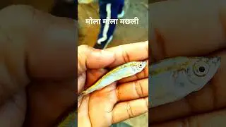 मोला मोला मछली पकड़े हैं
