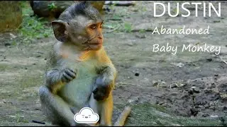 My Tear Dropped!.. Million Pity Abandoned baby Monkey DUSTIN, DUSTIN Cries,...