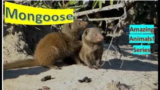 Mongoose facts 🐀