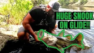 HUGE FRESHWATER SNOOK CHOKES THE SAVAGE GEAR GLIDE SWIMMER!!!!