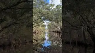 Our wonderful world #gatortail #southlouisiana #waterfowl #gtr40xd #nature #hunting