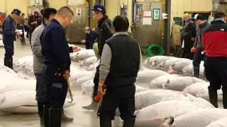 Big tuna inspection before auction, Tsukiji Fish Market