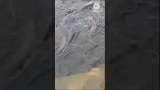 Gandhi Sagar Dam Indian Fish Fishing Video|RV MAHI VLOGS #fishing #mahimahifish #shortvideo #fish
