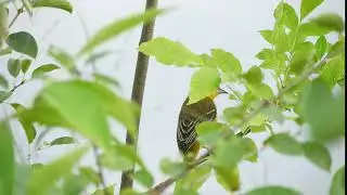 Orchard Oriole