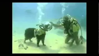 Underwater Dog Scuba Pet