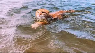 Marlin, our orange tabby CAT, LOVES swimming in water :) Watch him cruise around the Pamlico Sound!