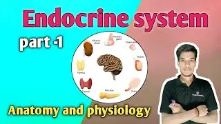Endocrine system in hindi|anatomy and physiology|Easy explanation #anatomy #biology #science#nursing