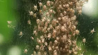 100s of baby spiders #spider #reels #creepy #halloween