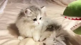 Tiny cat vs. dinosaur 🐱🦖 #kitten #cute #cat #catlife #cat