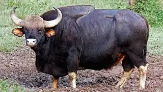 Worlds Biggest Gaur Of Wild Cows ! Dangerous Gaur of Asia !