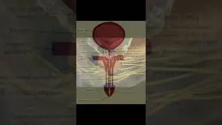 Is low ejaculation volume normal ?