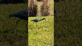 Little Blue Heron Stalking Its Prey #hunting #birds #wildlife